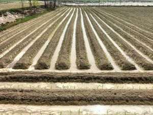 Reuters: Ungaria foloseşte apa din iazurile piscicole pentru irigarea terenurilor afectate de secetă